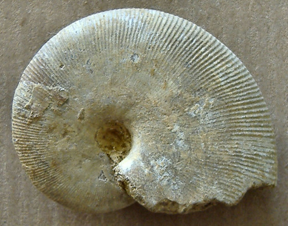 AMMONITE (nuova) 10